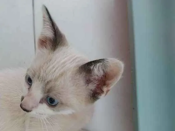 Gato ra a SRD idade Abaixo de 2 meses nome Mocinha