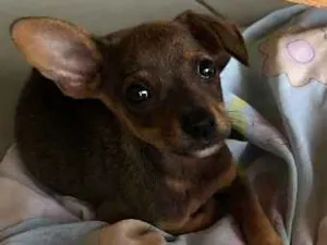 Cachorro raça Pincher com vira lata idade  nome Não tem nome