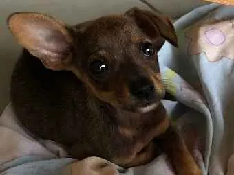 Cachorro ra a Pincher com vira lata idade  nome Não tem nome