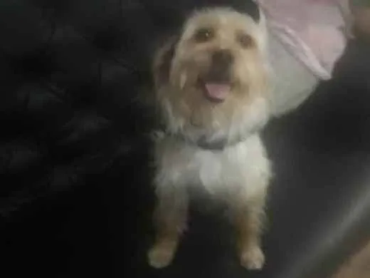 Cachorro ra a sem raça definida idade 4 anos nome Jimmy