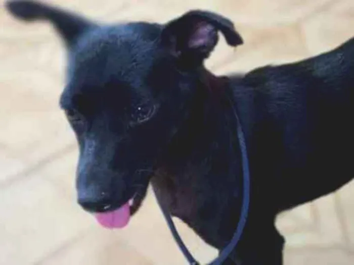 Cachorro raça Srd idade  nome SPAR