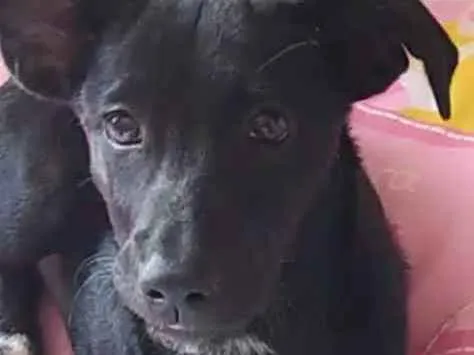 Cachorro raça SRD idade 2 a 6 meses nome Wanda