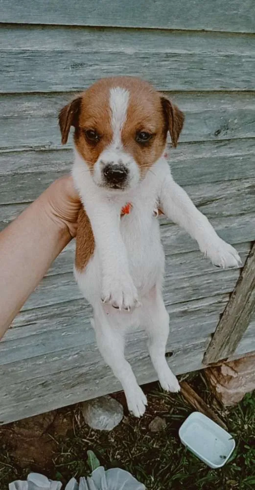 Cachorro ra a Vira-lata idade Abaixo de 2 meses nome Por sua conta