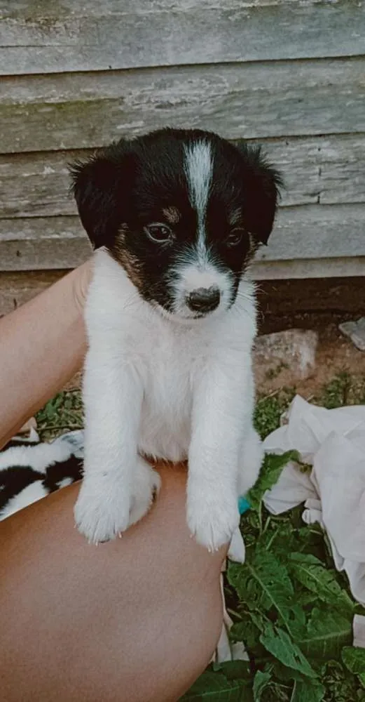 Cachorro ra a Vira-lata idade Abaixo de 2 meses nome Por sua conta