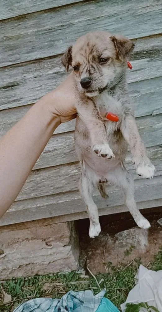 Cachorro ra a Vira-lata idade Abaixo de 2 meses nome Por sua conta