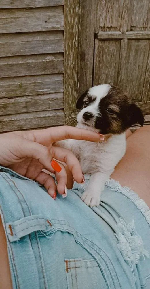 Cachorro ra a Vira-lata idade Abaixo de 2 meses nome Por sua conta