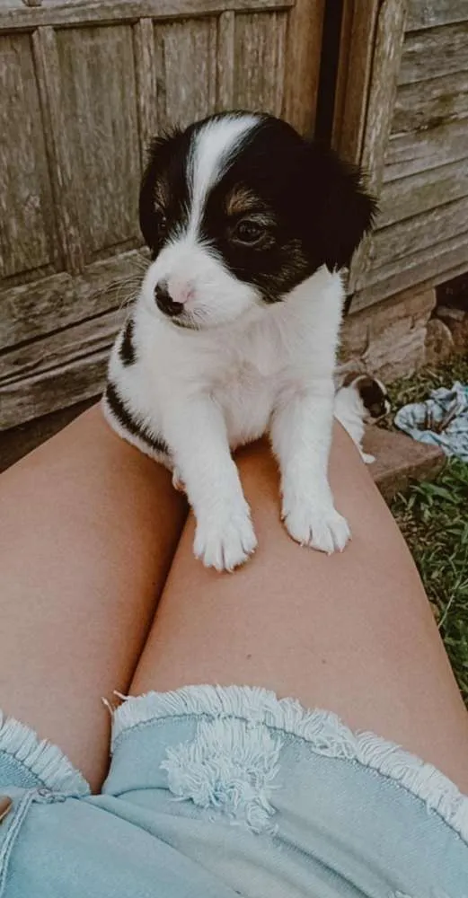 Cachorro ra a Vira-lata idade Abaixo de 2 meses nome Por sua conta