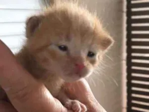 Gato raça Vira lata idade Abaixo de 2 meses nome Garfield
