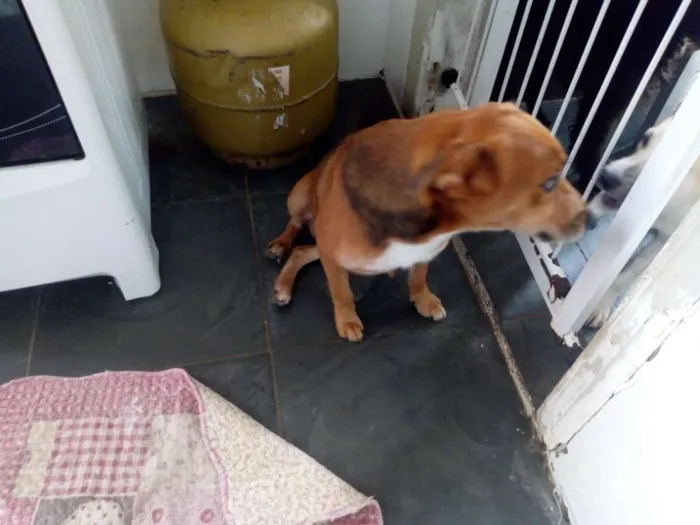 Cachorro ra a srd idade 3 anos nome coração