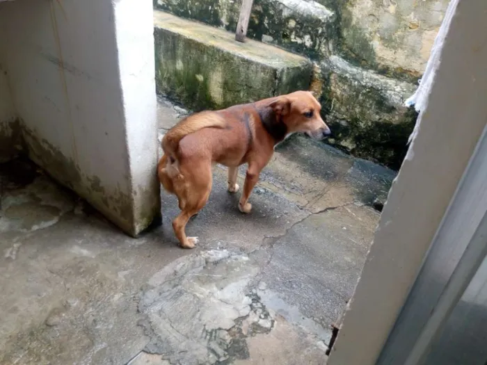 Cachorro ra a srd idade 3 anos nome coração