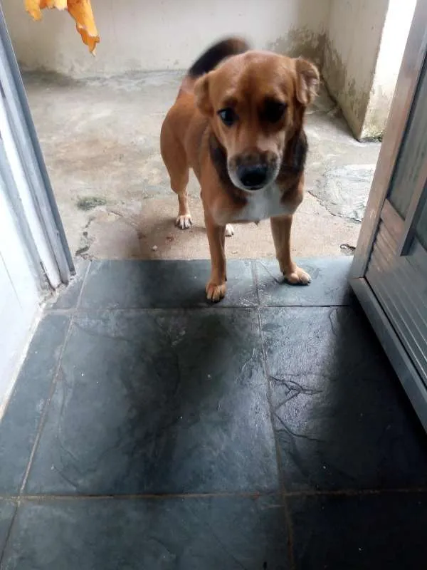 Cachorro ra a srd idade 3 anos nome coração