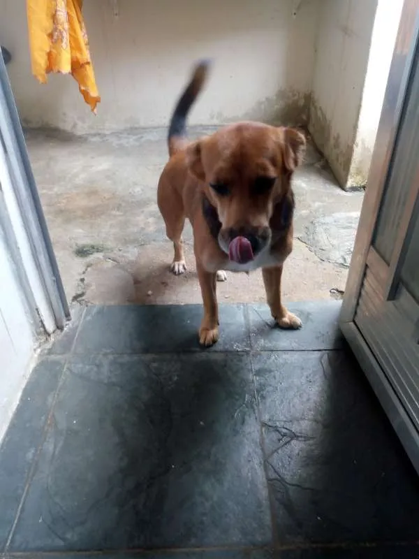 Cachorro ra a srd idade 3 anos nome coração