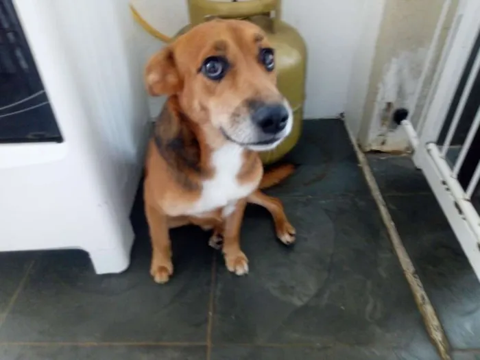 Cachorro ra a srd idade 3 anos nome coração