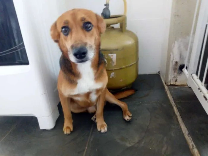 Cachorro ra a srd idade 3 anos nome coração