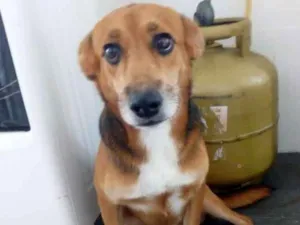 Cachorro raça srd idade 3 anos nome coração