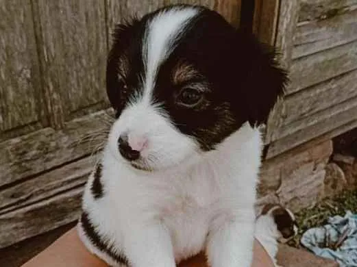 Cachorro ra a Vira-lata idade Abaixo de 2 meses nome Por sua conta