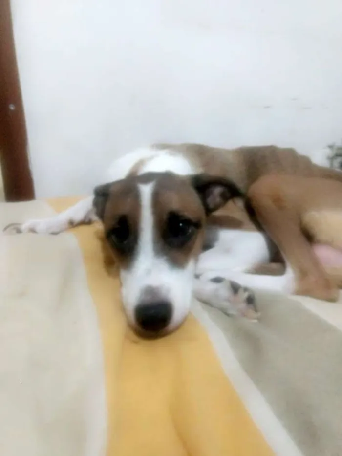 Cachorro ra a Mestiça idade 3 anos nome Mel