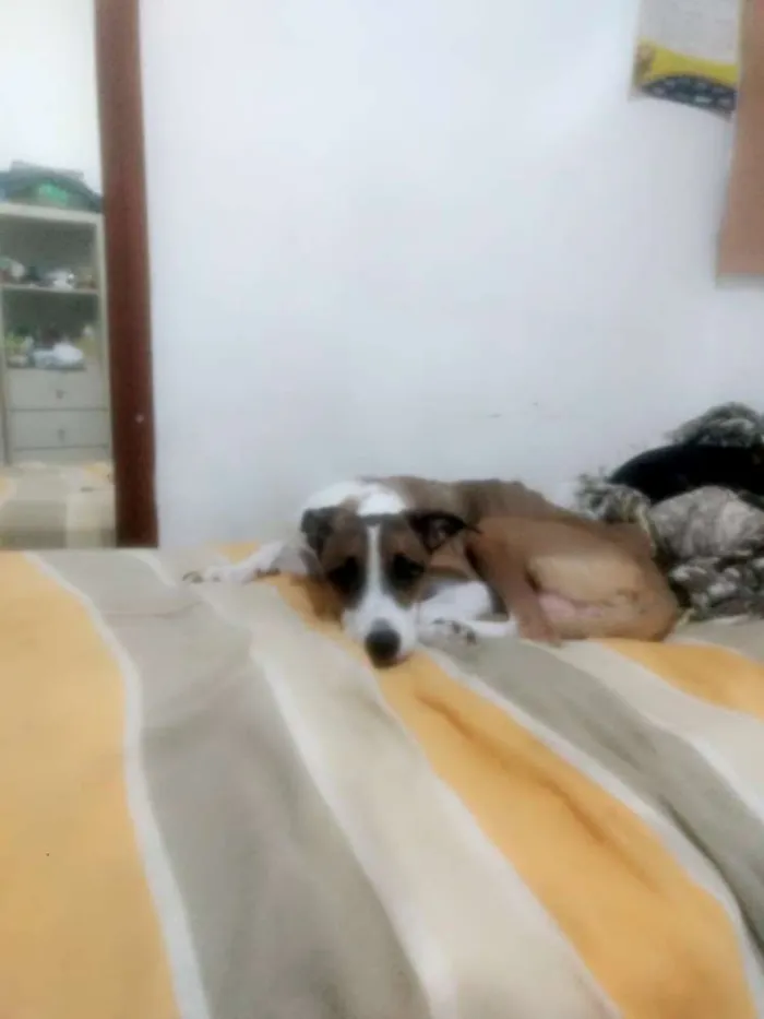 Cachorro ra a Mestiça idade 3 anos nome Mel