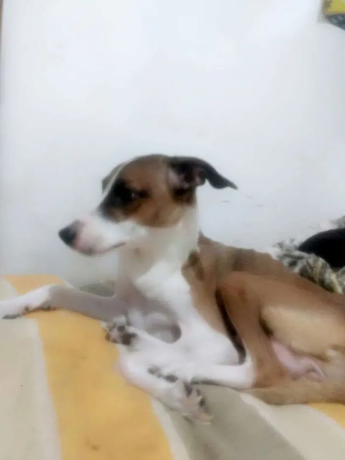 Cachorro ra a Mestiça idade 3 anos nome Mel