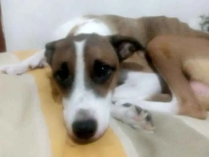 Cachorro ra a Mestiça idade 3 anos nome Mel