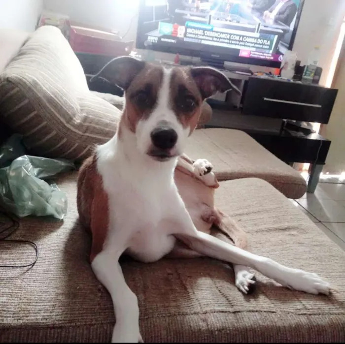 Cachorro ra a Mestiça idade 3 anos nome Mel