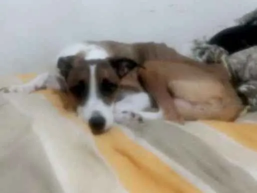 Cachorro ra a Mestiça idade 3 anos nome Mel