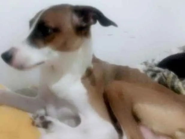 Cachorro ra a Mestiça idade 3 anos nome Mel