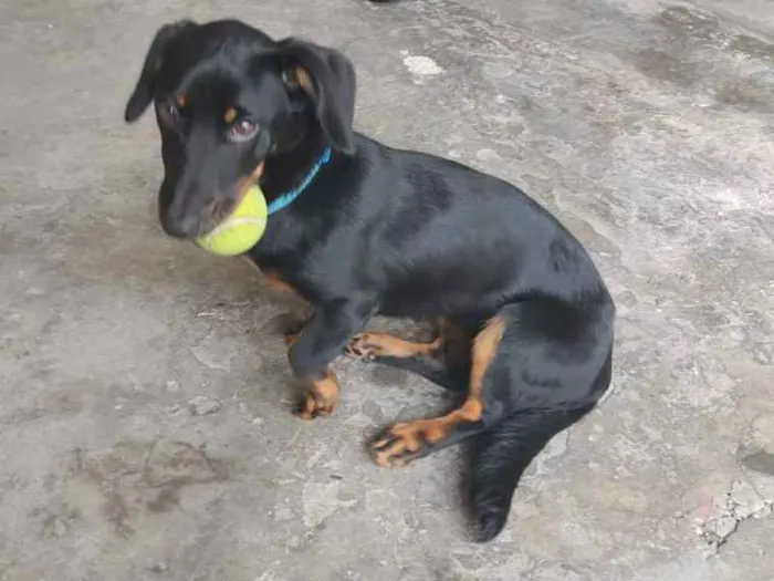 Cachorro ra a Indefinido idade 2 a 6 meses nome Jade