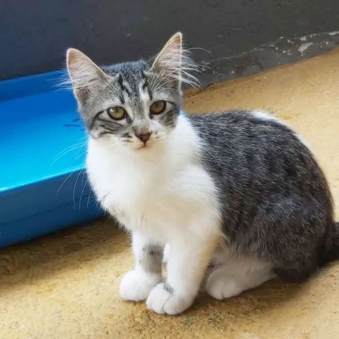Gato ra a srd idade 2 a 6 meses nome Lucy