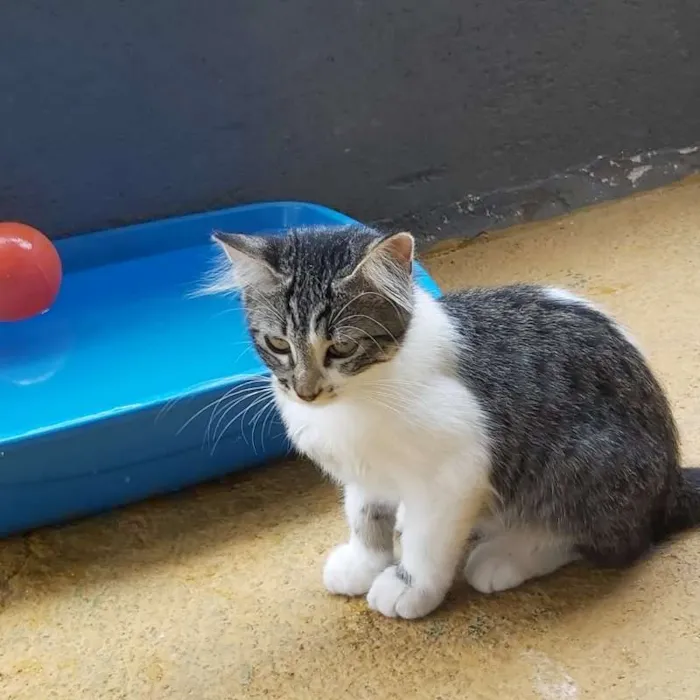 Gato ra a srd idade 2 a 6 meses nome Lucy