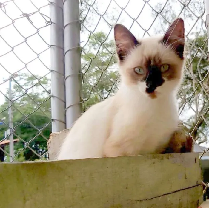Gato ra a SRD idade 2 a 6 meses nome Lisa