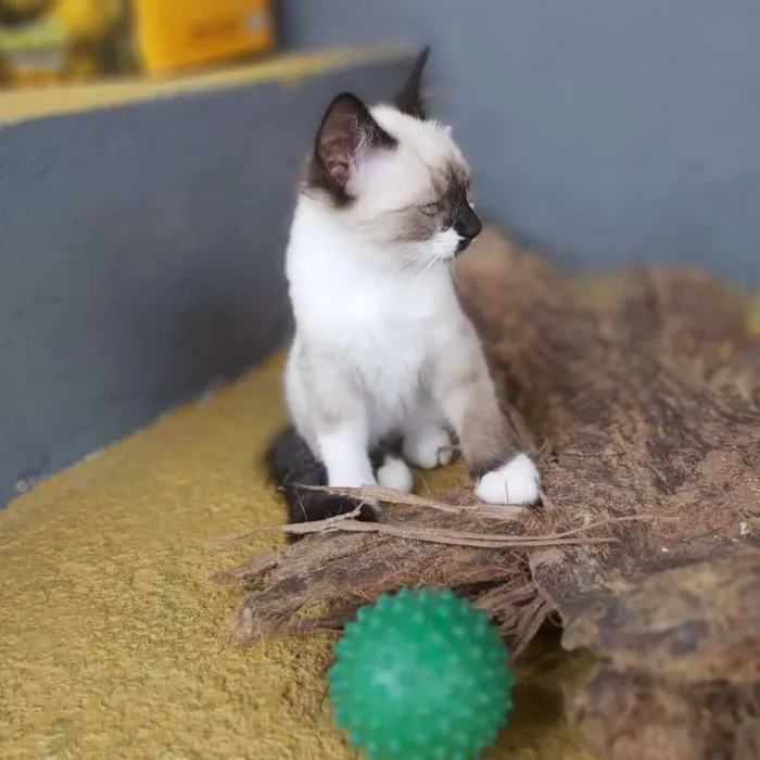 Gato ra a SRD idade 2 a 6 meses nome Lisa