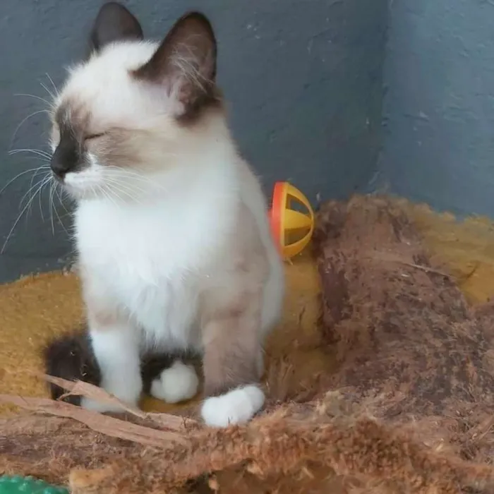 Gato ra a SRD idade 2 a 6 meses nome Lisa