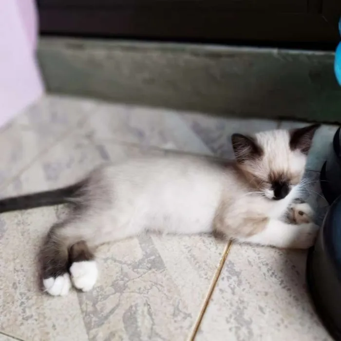 Gato ra a SRD idade 2 a 6 meses nome Lisa