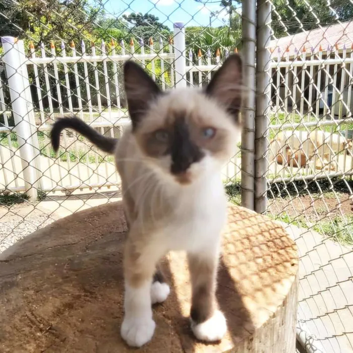Gato ra a SRD idade 2 a 6 meses nome Lisa