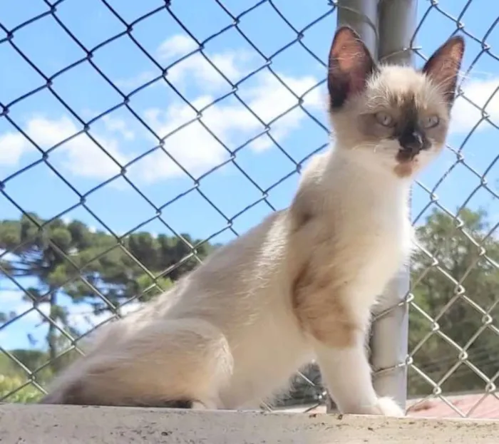 Gato ra a SRD idade 2 a 6 meses nome Lisa