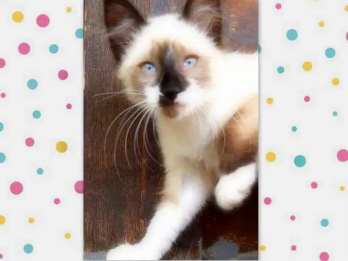 Gato ra a SRD idade 2 a 6 meses nome Lisa