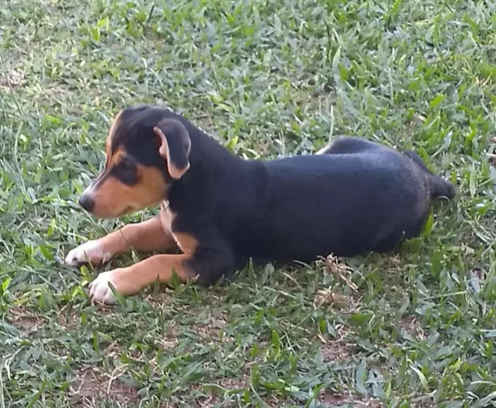 Cachorro ra a SRD idade 2 a 6 meses nome Geleia 