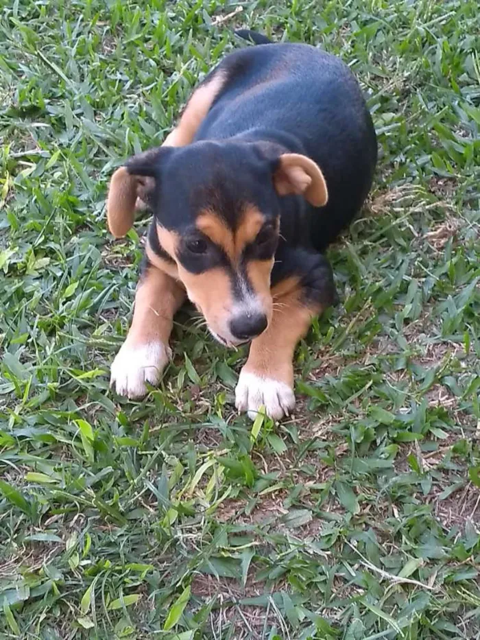 Cachorro ra a SRD idade 2 a 6 meses nome Geleia 