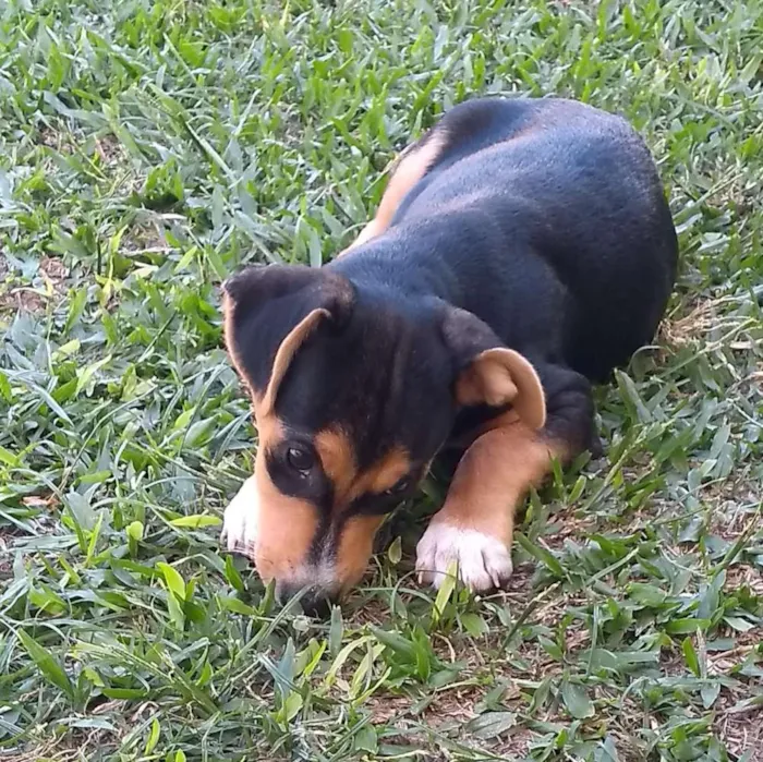 Cachorro ra a SRD idade 2 a 6 meses nome Geleia 