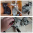 Gata