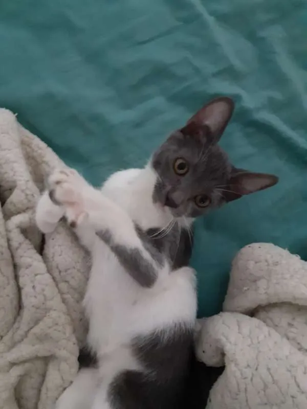 Gato ra a  idade 2 a 6 meses nome Socks