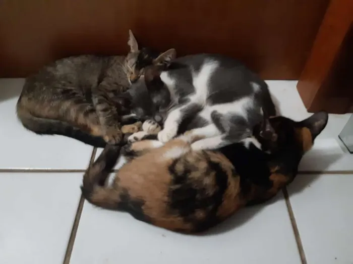 Gato ra a  idade 2 a 6 meses nome Socks