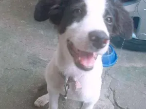 Cachorro raça Vira lata idade 2 a 6 meses nome Kiara