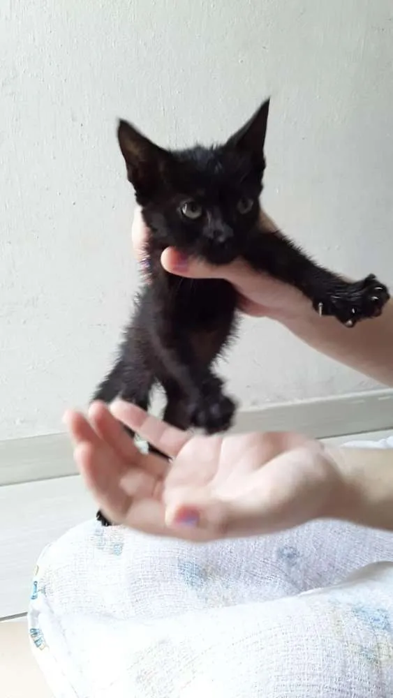 Gato ra a Não sei idade Abaixo de 2 meses nome Não tem nome