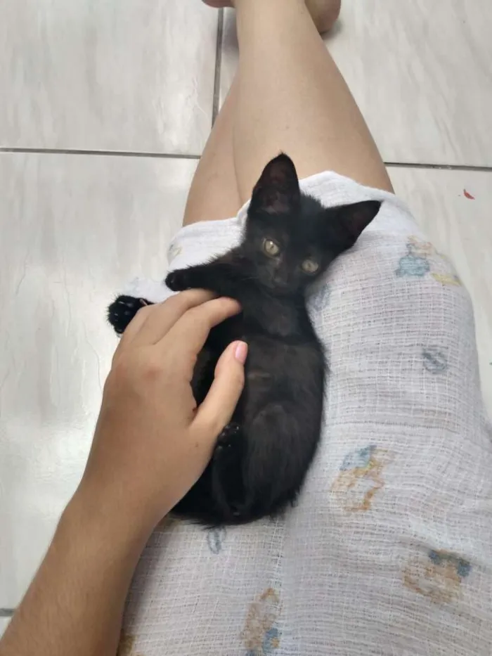 Gato ra a Não sei idade Abaixo de 2 meses nome Não tem nome