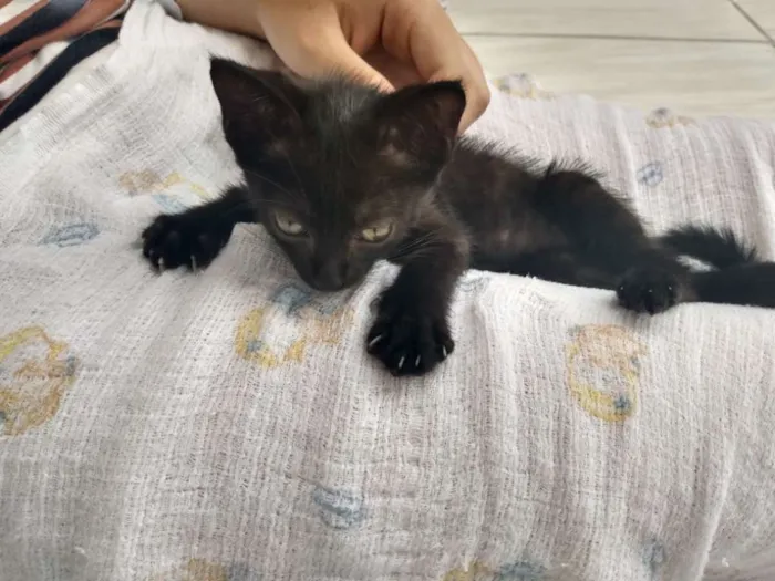 Gato ra a Não sei idade Abaixo de 2 meses nome Não tem nome