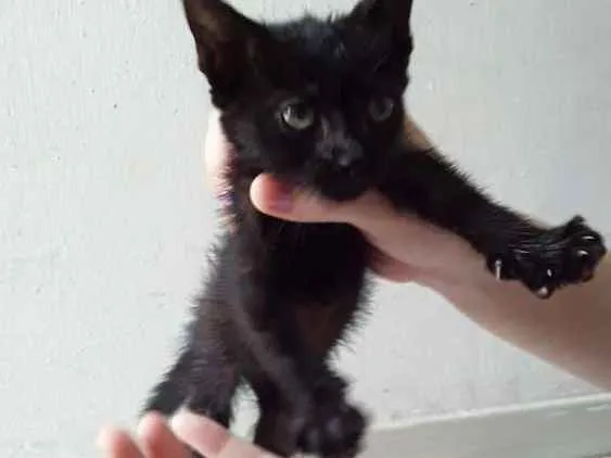 Gato ra a Não sei idade Abaixo de 2 meses nome Não tem nome