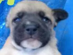 Cachorro raça Vira lata idade 2 a 6 meses nome Nome indefinido