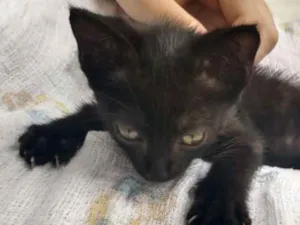 Gato raça Não sei idade Abaixo de 2 meses nome Não tem nome